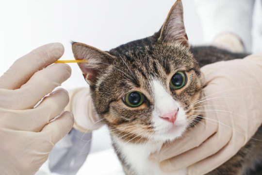 How To Clean a Cat’s Ears: A Simple 10-Step Process
