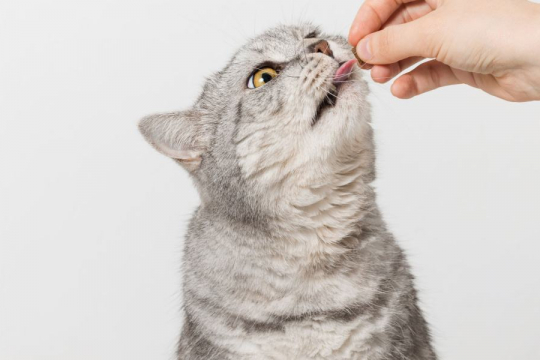 Praziquantel for Cats: Overview, Dosage & Side Effects