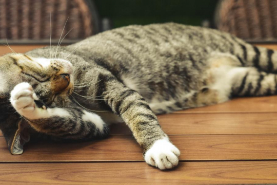 Do Cats Get Headaches?