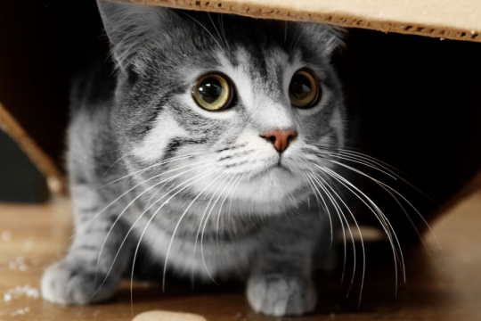 My Cat Is Hiding And Acting Weird: When to Worry