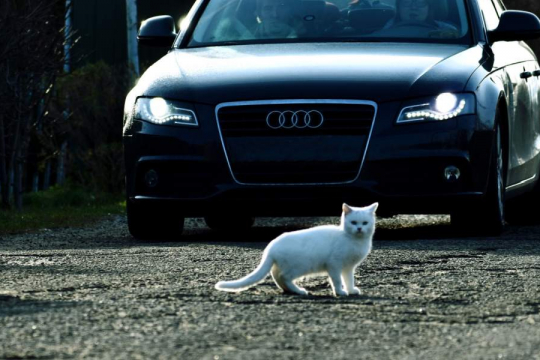 What To Do if Your Cat Is Hit by a Car: A Step-By-Step Guide