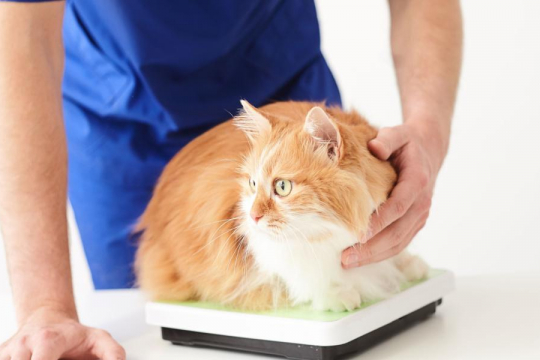 Cat Losing Weight: Causes & When To See A Vet