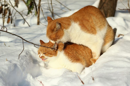 Do Cats Enjoy Sex? The Answer Might Surprise You