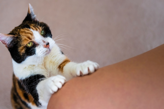 8 Reasons Your Cat Is Pawing and How To Help