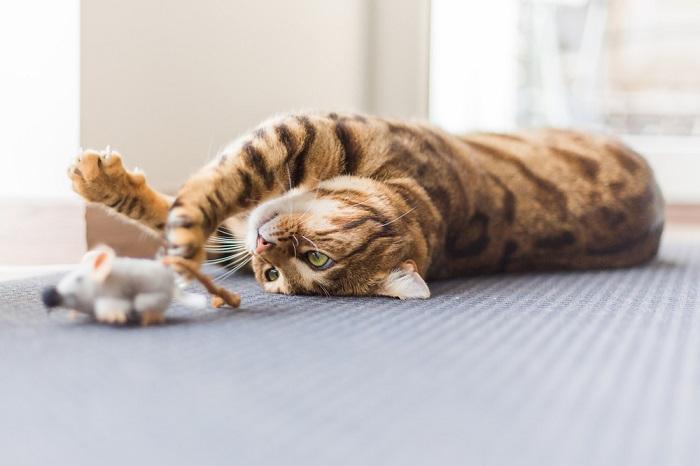 Playful scene of a cat engaged in energetic playtime. 