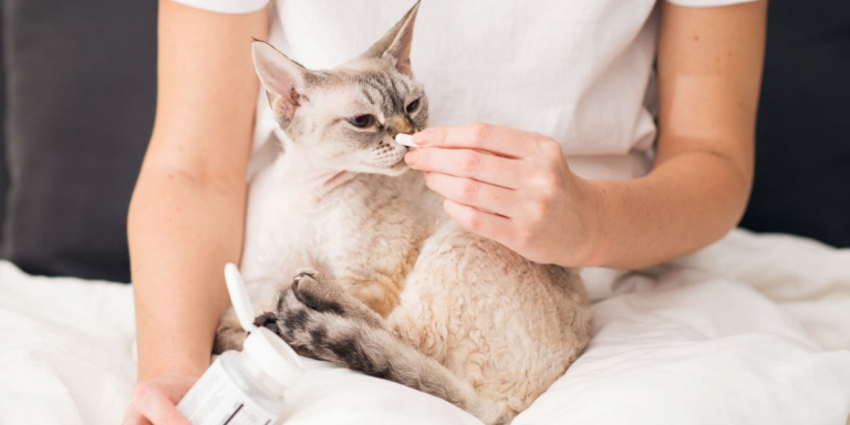 Proviable for Cats: Overview, Dosage & Side Effects