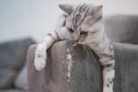 6 Cat-Friendly Alternatives To Declawing