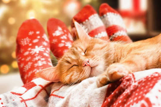 Why Does My Cat Sleep Between Me And My Husband?