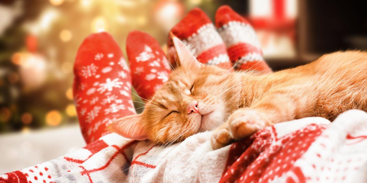 Cat sleeping with a couple. 