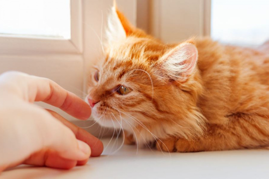 Does Feliway Work For Cats?