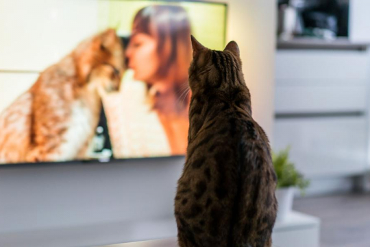Is Cat TV Really Good For Cats?