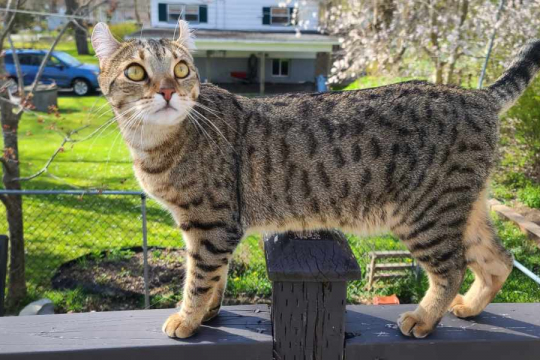 5 Reasons Your Cat Is Pacing and How To Help