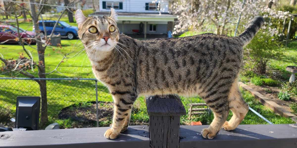 A cat leisurely walking on a patio or outdoor space.