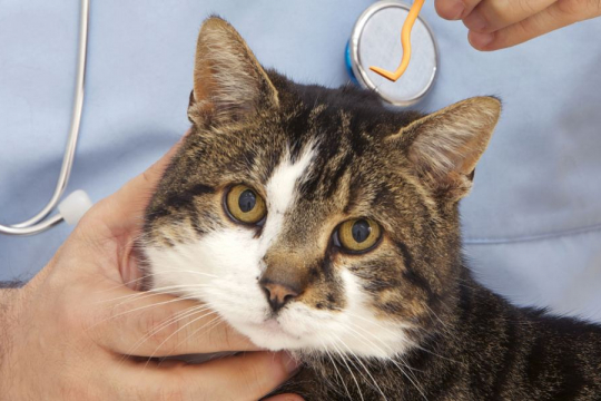 How To Remove A Tick From A Cat: 6 Proven Steps