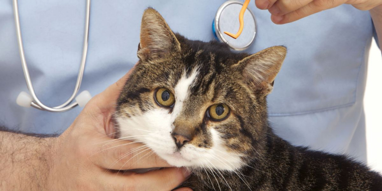 How To Remove A Tick From A Cat: 6 Proven Steps