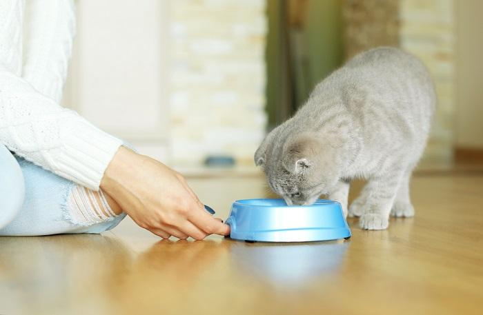 Feeding a cat.