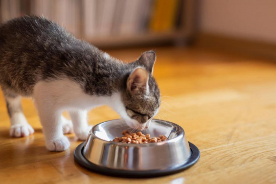 When & How to Switch From Kitten to Cat Food