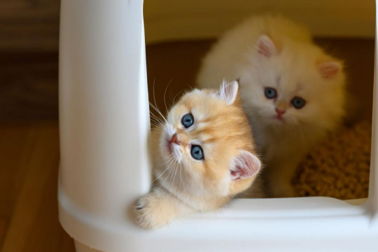 How To Kitten-Proof Your Home In 12 Steps
