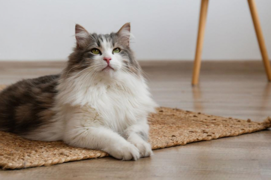 150 Best Long-Haired Cat Names (Soft & Fluffy Cats)