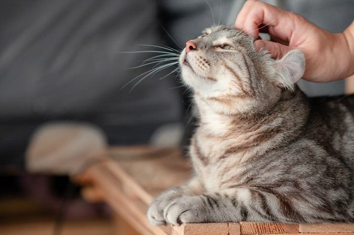petting cat