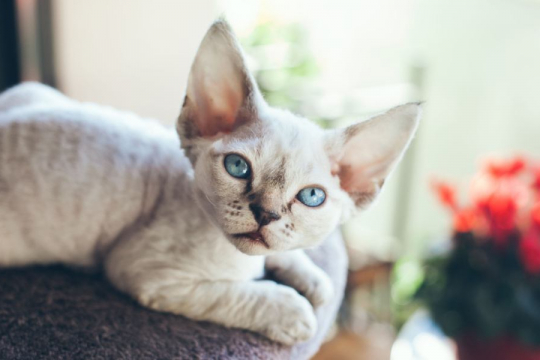 150 Hebrew Cat Names With Meanings for Male & Female Cats