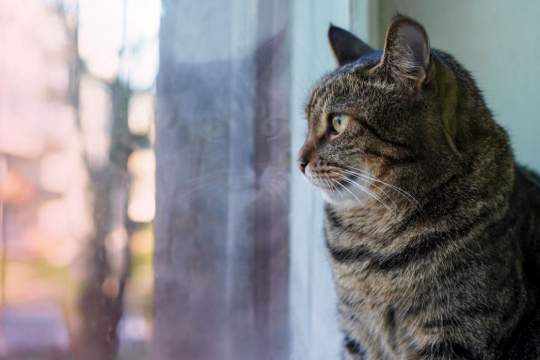 How Long Can You Leave a Cat Alone?