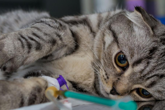 The Complete Guide To Cat Sedatives According to a Vet