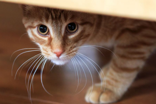 200 Best Shy Cat Names For Sweet & Timid Kittens