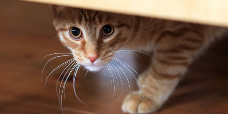 200 Best Shy Cat Names For Sweet & Timid Kittens