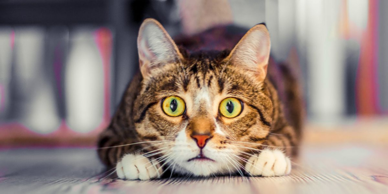 7 Sounds Cats Hate That You Should Avoid