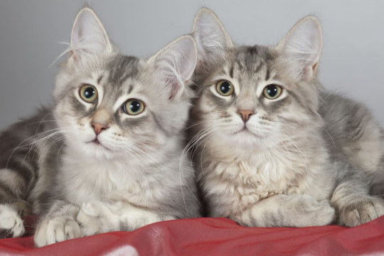 200 Best Twin Cat Names: Cute & Funny Ideas For Sibling Cats