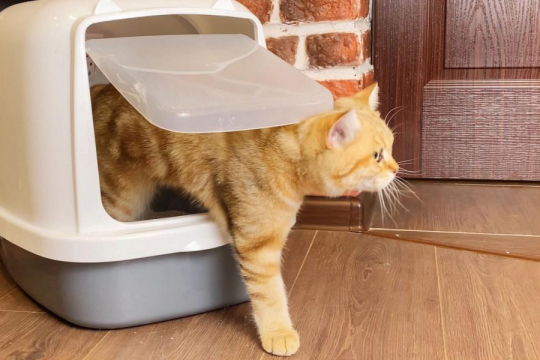 Cat Using The Litter Box Frequently: When To Worry