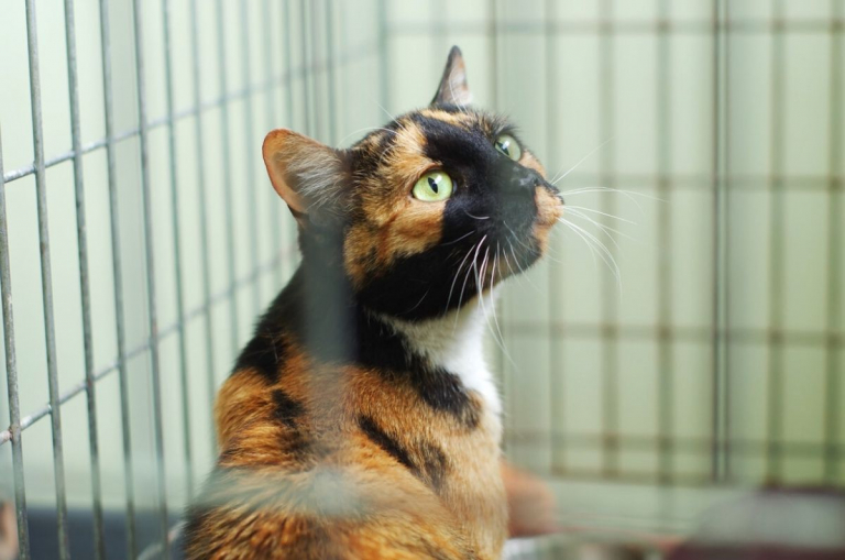 10 Key Questions To Ask Before Adopting a New Cat