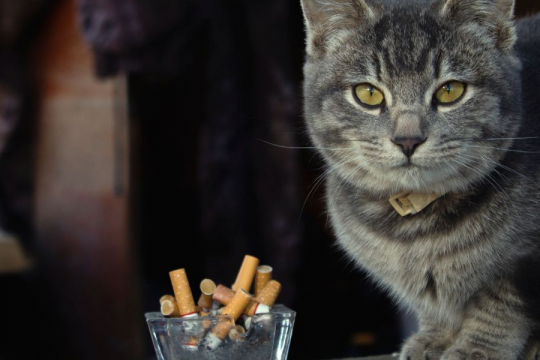 Can Cats Get High From Inhaling Smoke?