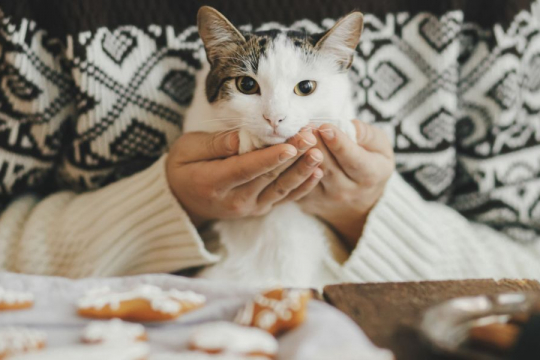 Xylitol Poisoning in Cats: Signs, Symptoms, & Treatment