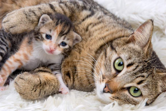 How Many Kittens Can a Cat Have?