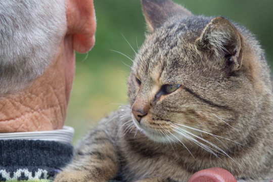 Can Cats Sense Death?