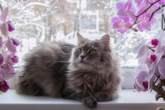 150 Best Flower Cat Names That Fit Any Feline