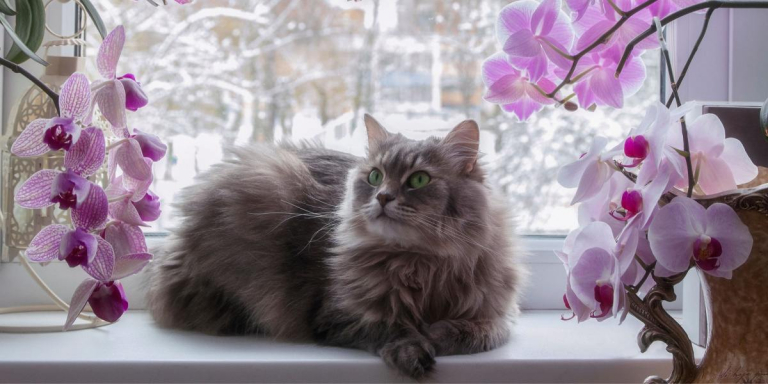 150 Best Flower Cat Names That Fit Any Feline