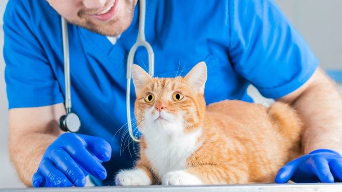 Vet looking at a cat