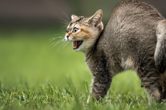 Can Cats Sense Danger?