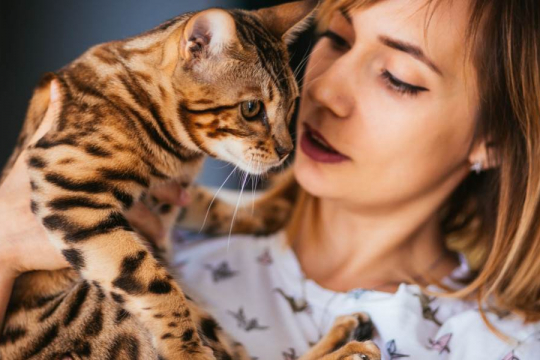 How Much Attention Do Cats Need? A Vet Explains