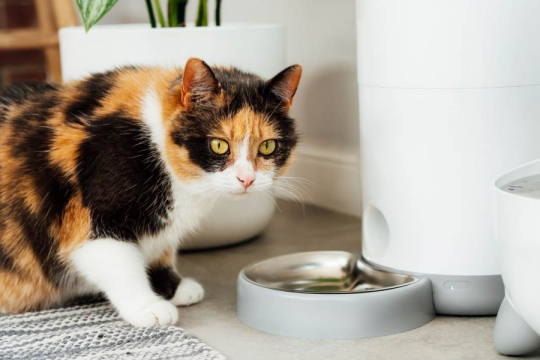 Why Does My Cat Want To Eat All the Time?