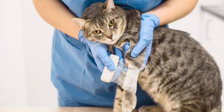 How To Care For A Wounded Cat