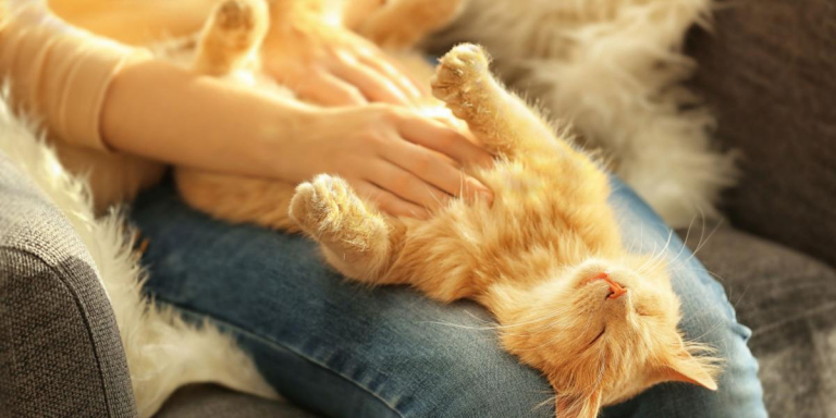 Why Don’t Cats Like Their Belly Touched?