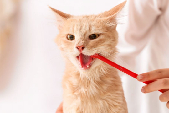 How To Brush Your Cat's Teeth