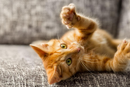 Do Cats Shed Their Claws? A Veterinarian Explains
