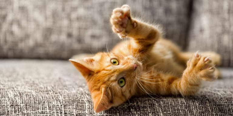 Do Cats Shed Their Claws? A Veterinarian Explains