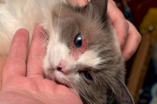 Depo-Medrol for Cats