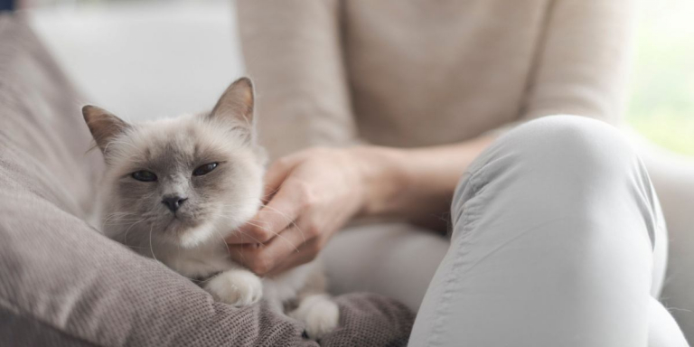 My Cat Doesn’t Like Me: 5 Reasons Why & How To Fix It
